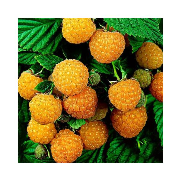 Yx[ c yCG[Yx[ WCS[h iGjz |bgc