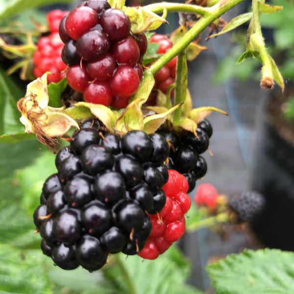 ubNx[ c y q} igQȂjz |bgc