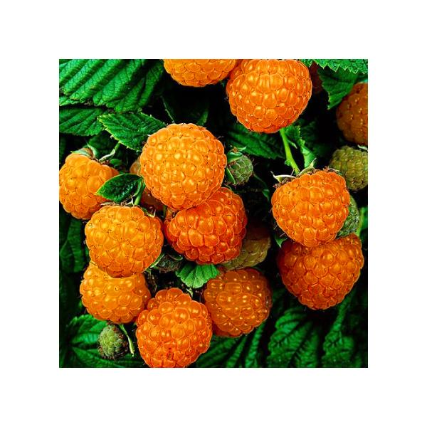  Yx[ c yCG[Yx[ IWsRz |bgc ij[ܕtj kCE͑KpOłB