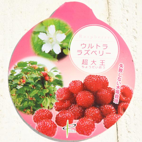◇送料無料◇ ラズベリー 苗 【ウルトララズベリー 超大王