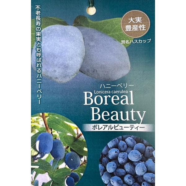 ハニーベリー ハスカップ 苗 【ボレアルビューティー】 ポット苗 ボレアル ベリー 苗木 果樹苗不老長寿の果実ハニーベリー！「長期収穫のビューティー」ポリフェノールを多く含み、さらにカルシウム、鉄分、ビタミンも豊富に含むため、不老長寿の果実...