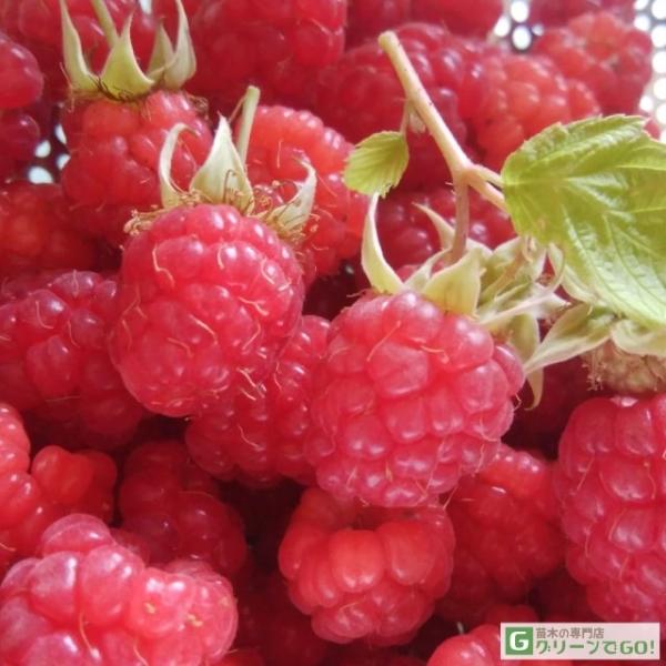 ラズベリー 苗 【グレンアンプル （一季成り）】 2年生 ポット苗