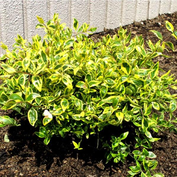 AxA c yz[vCY mo^inz 5|bgc