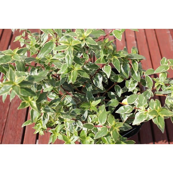 AxA c ybL[bg mo^inz 5|bgc