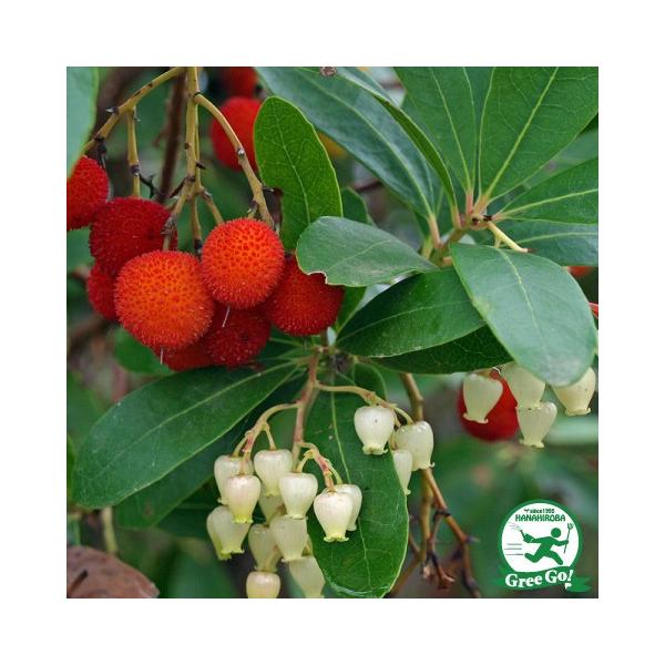 ◆送料無料◆ イチゴノキ 苗 【ヒメイチゴノキ ストロベリーツリー （白花）】 ポット苗 イチゴの木 苗木 植木 花木 庭木 常緑樹 低木南ヨーロッパ、アイルランドがに分布する常緑性の低木です。庭木の他、熟した果実も食べられるので、果樹とし...