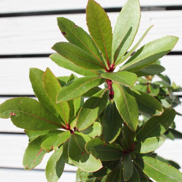 イチゴノキ 苗 ヒメイチゴノキ ストロベリーツリー 白花 ポット苗 Buyee 日本代购平台 产品购物网站大全 Buyee一站式代购 Bot Online