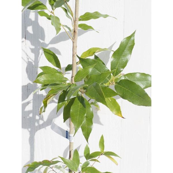 EWKV c y~̖ EWKVz 3`5|bgc×18{Zbg