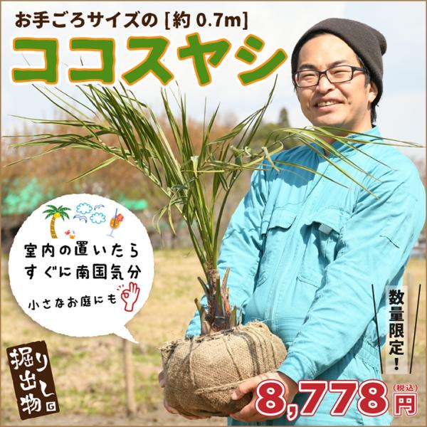 ヤシ 苗木 【ヤシの木 ココスヤシ】 約0.7m 根巻き苗 : 苗木の専門店