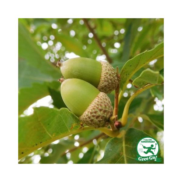 ǂ񂮂̂ c yRiz 1N c