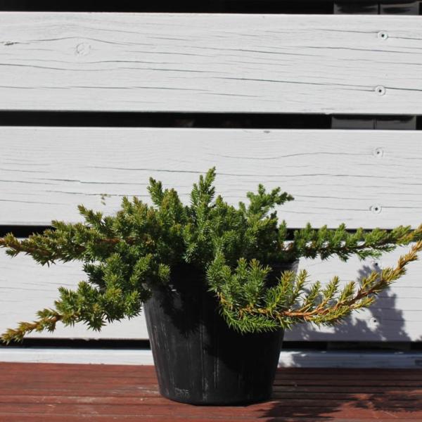 コニファー 苗 【プロカンベンスナナ （這い性）】 5号ポット苗 : 苗木