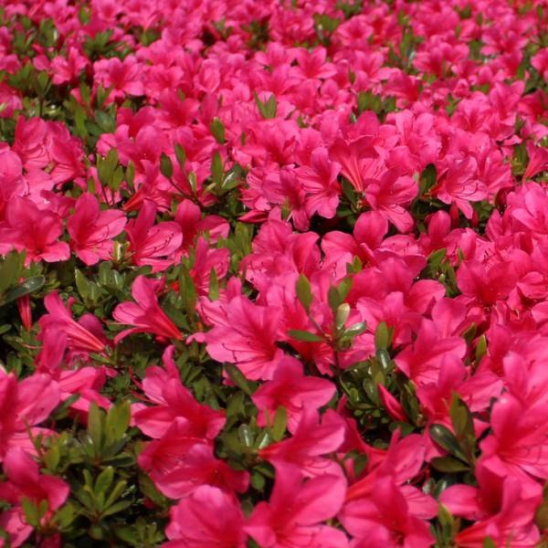  c y ɐH i܂jz 4|bgc