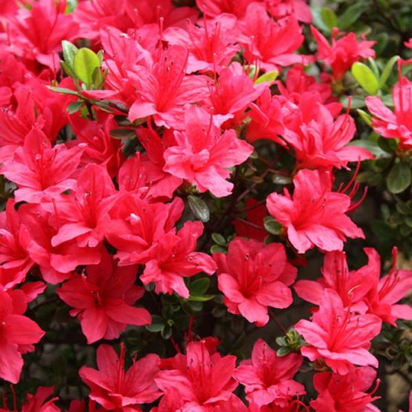  c ygu iׂɂjz 4|bgc