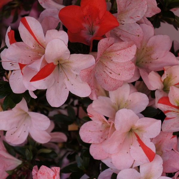  c yP iƂԂЂ߁jz 4|bgc