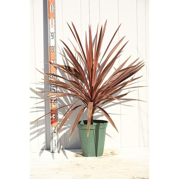 hanahiroba_tn06-155n999-01