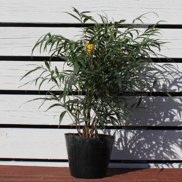 qCM c yחtqCMie Rt[T[z 5|bgc