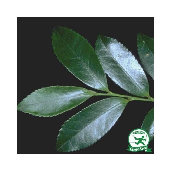 qTJL c yP iЂjz 5|bgc