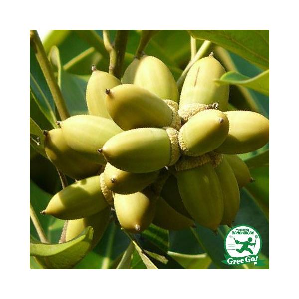  ǂ񂮂̂ c y}eoVCz 1N c ij[ܕtj kCE͑KpOłB