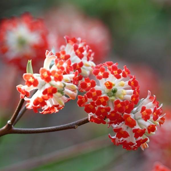 ミツマタ 苗 【ミツマタ （赤花）】 約0.5m 根巻き苗 : 苗木の専門店
