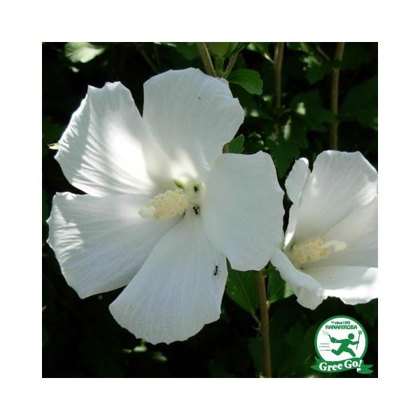  NQ c ydz 5|bgc ij[ܕtj kCE͑KpOłB