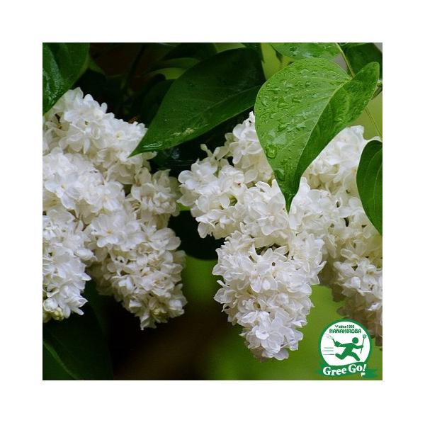 CbN c yCbN ԁz 1.5m c