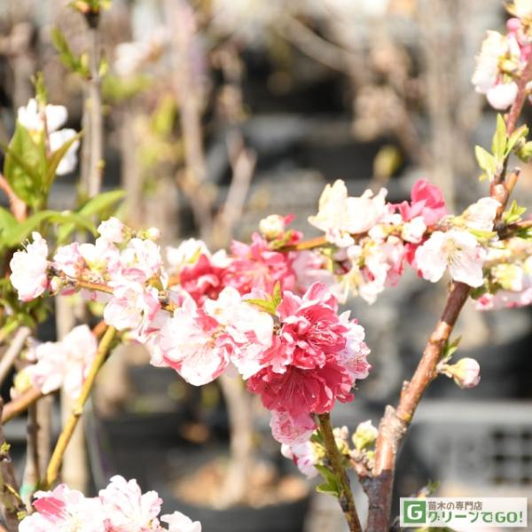 花桃 苗 【源平しだれ桃】 はなもも 苗木 庭木 落葉樹 シンボルツリー源平しだれ桃（ゲンペイシダレモモ）は、赤と白の咲分けが大人気の枝垂れ桃です。サクラの花の咲く時期に前後して、ハナモモも開花の最盛期を迎え、艶やかな花が春の庭を彩ります。...