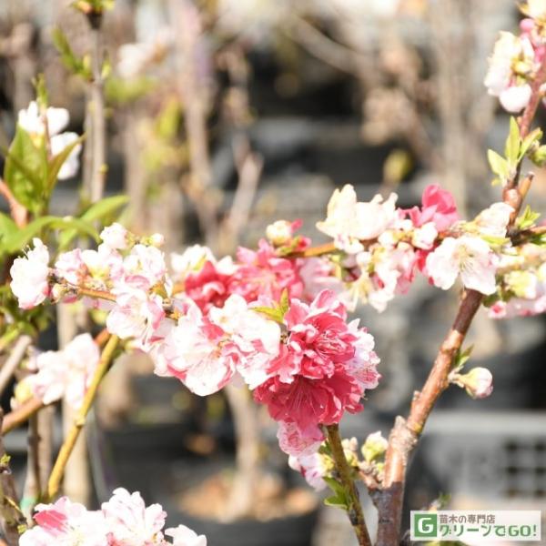 花桃 苗 【源平しだれ桃】 2年生 接ぎ木苗 7号スリット鉢仕立て : 苗木