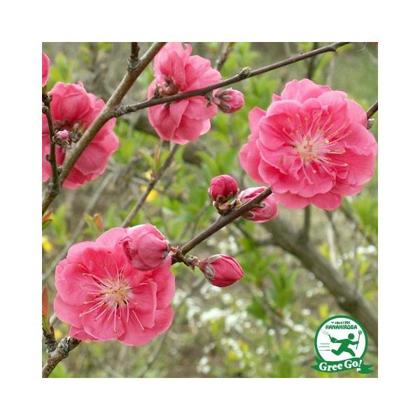  ԓ c y isNԁjz 0.9 1N ڂؕc ij[ܕtj kCE͑KpOłB