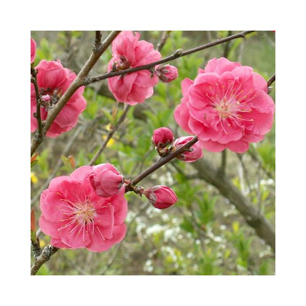 ԓ c y i₮jz 0.9 ڂ |bgc