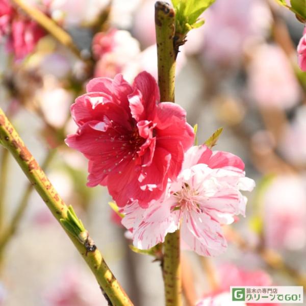花桃 苗 【源平桃 （げんぺいもも）】 3年生 接ぎ木 大苗 はなもも 苗木 庭木 落葉樹 シンボルツリー源平桃（ゲンペイモモ）は、赤と白の咲分けが大人気の花桃です。サクラの花の咲く時期に前後して、ハナモモも開花の最盛期を迎え、艶やかな花が...