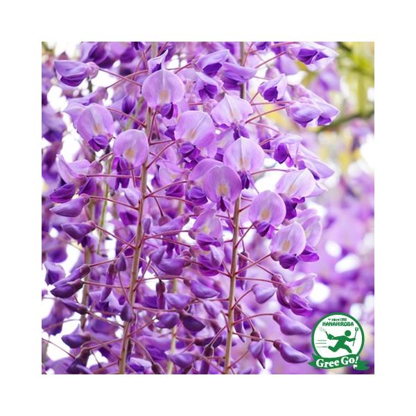 藤 苗 【花藤 （紫花）】 約0.7m ポット苗 : 苗木の専門店 グリーンで