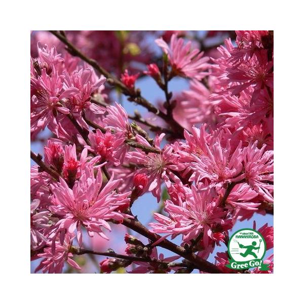 ԓ c yeijz 0.9 ڂؕc