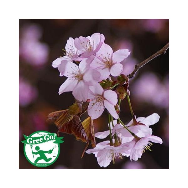 しだれ桜 苗 盆栽 植木の人気商品 通販 価格比較 価格 Com