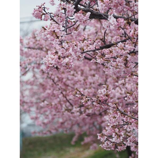 の 苗 河津 桜 原木