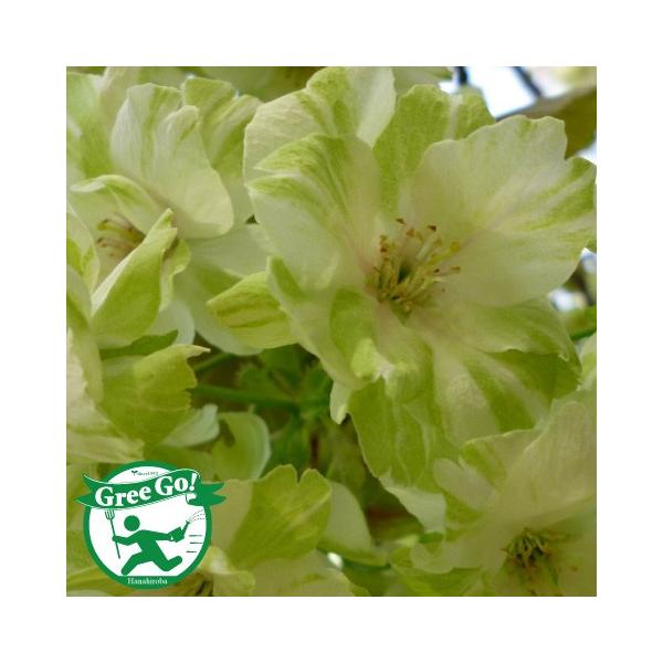   c yd ߉ i傢jz 1N ڂؕc ij[ܕtj kCE͑KpOłB