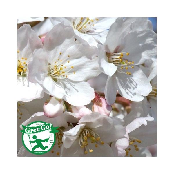 ソメイヨシノ 桜 盆栽 植木の人気商品 通販 価格比較 価格 Com