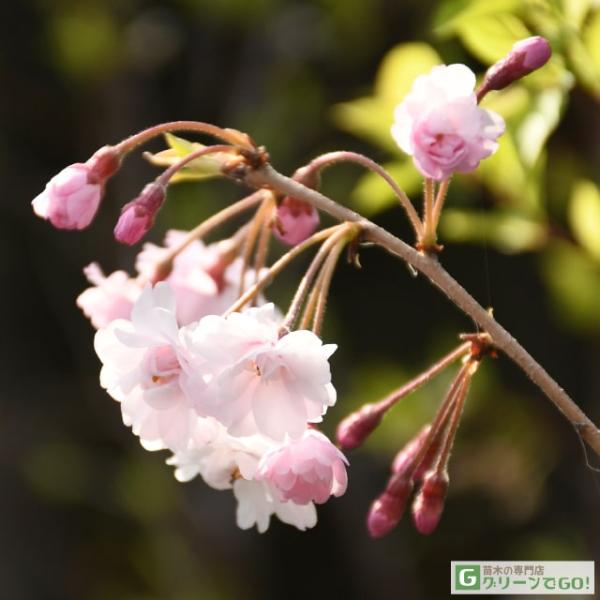しだれ桜 苗 盆栽 植木の人気商品 通販 価格比較 価格 Com