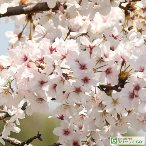 ソメイヨシノ 桜 盆栽 植木の人気商品 通販 価格比較 価格 Com