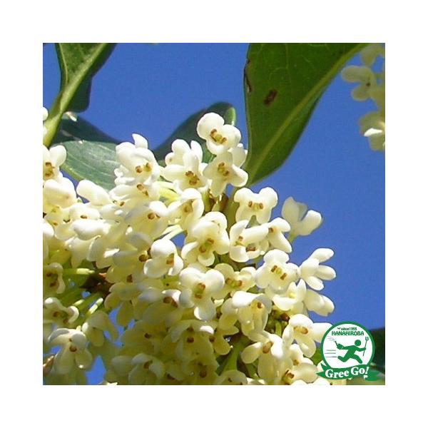 NZC c ylG炫NZCz 0.9mc