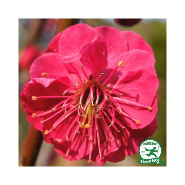 ◆送料無料◆ 花梅 苗 【鹿児島紅梅 （かごしまこうばい）】 約0.7m 接ぎ木苗 はなうめ 苗木 庭木 落葉樹 シンボルツリー美しい濃紅色の中輪種のハナウメです。紅色が特に濃く、鮮やかな発色で紅梅の中でも人気が高い品種です。花の美しさを楽...