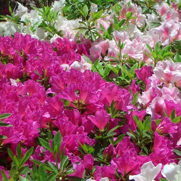 ccW c ̔ y˃ccW OFd炫 ~bNX gJ[z 5|bgc