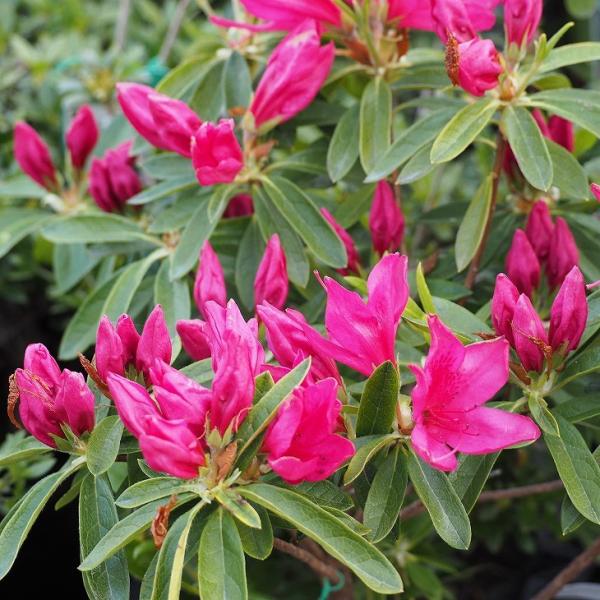 ccW c ̔ y˃ccW ԁz 4|bgc