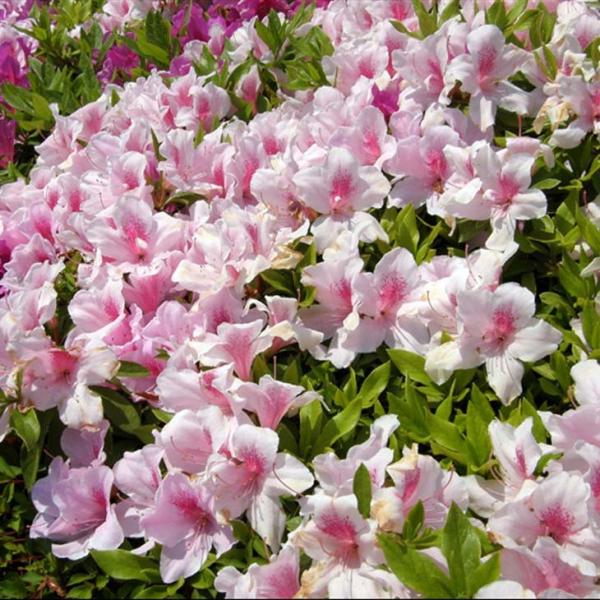 ccW c ̔ y˃ccW sNz 4|bgc