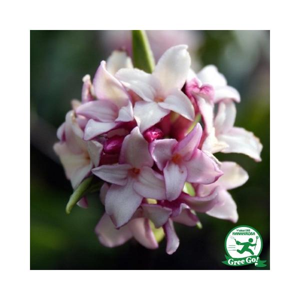   c yW`EQ iԁjz |bgc ij[ܕtj kCE͑KpOłB