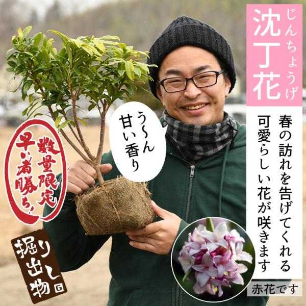 沈丁花 苗 ジンチョウゲ 赤 約0 4ｍ 根巻き苗 Tn06 310n999 02 苗木の専門店 グリーンでgo 通販 Yahoo ショッピング