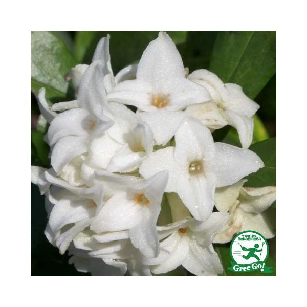 ◆送料無料◆ 沈丁花 苗 【ジンチョウゲ （白）】 ポット苗 苗木 植木 花木 庭木 生垣 目隠し グランドカバー 常緑樹 低木漢字では「沈丁花」と書き、甘い香り（沈香）で春の訪れを告げてくれる常緑樹です。花姿が丁字に似ている事から沈丁花と...