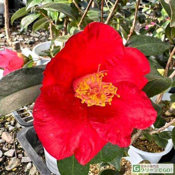 椿 苗木 【ことじ 一重盃咲き】 2年生 接ぎ木苗 ツバキ 苗木 植木 花木 庭木 シンボルツリー 生垣 目隠し 常緑樹 高木清楚な一重咲の花から、椿とは思えない華やかな八重咲きまで、椿には魅力的な品種が豊富にあります。ことじは石川県の兼六...