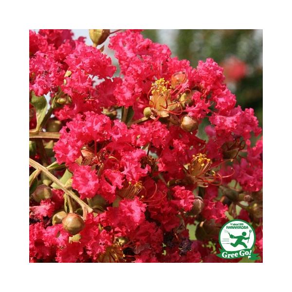 TXx c yTXx iԁjz 5|bgc