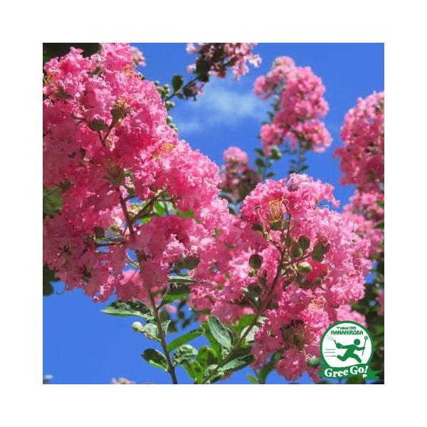  TXx c yTXx isNjz 5|bgc ij[ܕtj kCE͑KpOłB