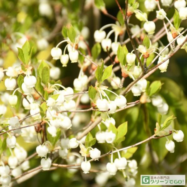 ドウダンツツジ 苗 【ドウダンツツジ 白花】 約0.9m 根巻き苗 : 苗木の
