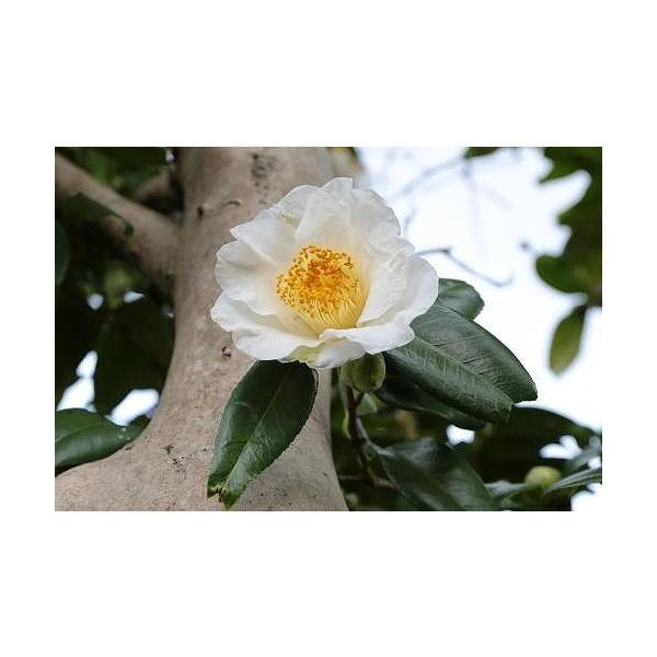 沖縄 花 白 植木 盆栽の人気商品 通販 価格比較 価格 Com